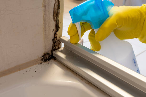 Best Emergency Mold Removal  in Edgewater, FL