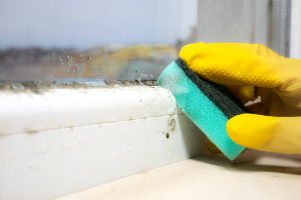 Professional Mold Removal in Edgewater, FL
