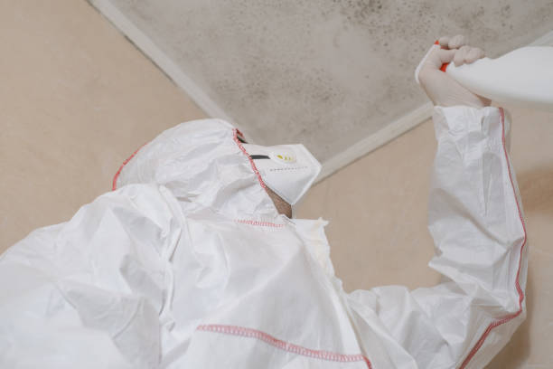 Home Mold Removal in Edgewater, FL