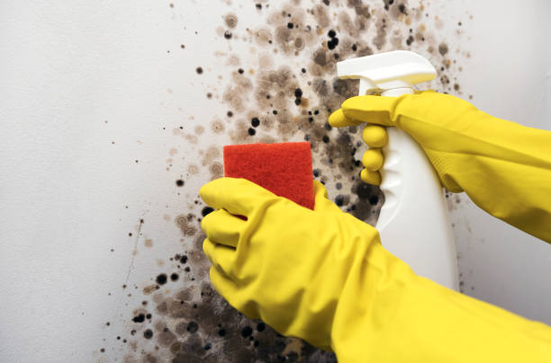 Best Black Mold Removal  in Edgewater, FL