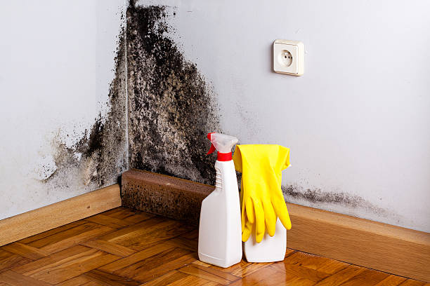 Best Local Mold Removal Service  in Edgewater, FL